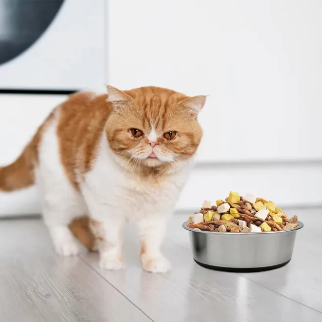 What is the Best Material for Cat Bowls-Stainless Steel